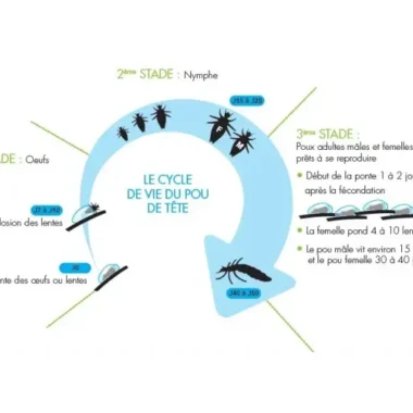 Le cycle de vie des poux – Comprendre pour mieux lutter